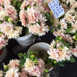 Giant Dahlias