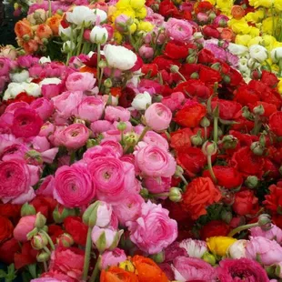 Ranunculus from Thomas Farms. These and the anemones are gorgeous spring beauties!