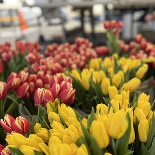 Tulips @ Temescal Farmer&apos;s market