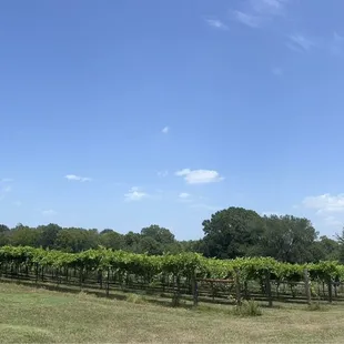 rows of grape vines