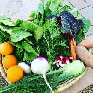 A January 2019 Classic Share: turnips with greens, Swiss chard, mizuna, romaine, French breakfast radishes, fennel, sweet potatoes, oranges
