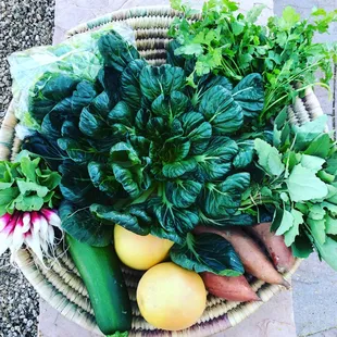 A December 2018 Classic Share: Tatsoi. Sweet potatoes. Grapefruit. Zucchini. Amaranth greens. Cilantro. Salad mix. French breakfast radishes