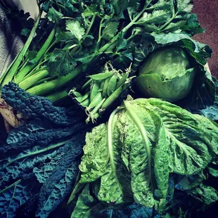 An April 2019 Classic Share part 2: speckled trout lettuce, Toscano kale, cabbage, celery, snap peas.