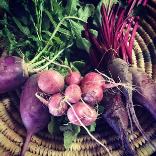 An April 2019 Classic Share part 1: beets with beet greens, purple daikon radish with tops, pink beauty radishes with tops.