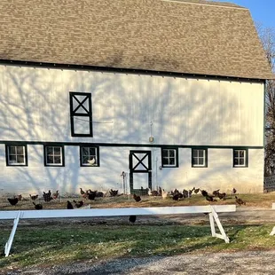 The hard working egg laying hens.