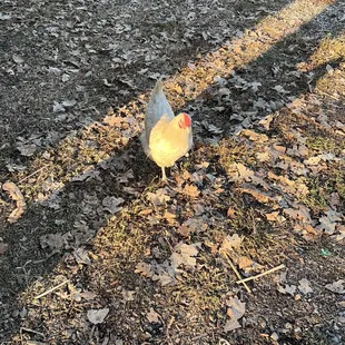A very bold chicken