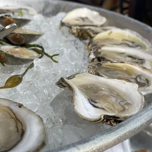 Oysters