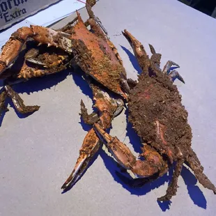 Tiny $3 crabs