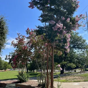Lots of beautiful flowers!