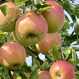 Almost ready to pick