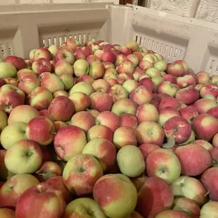 Fresh from the orchard