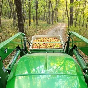 Apples picked daily at their peak flavor