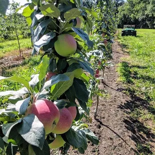 fresh apples picked daily, over 50 varieties