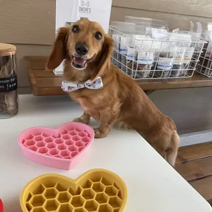 Dashi pet treats pop up with new slow feeder bowls