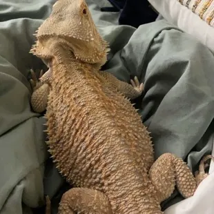 I found this dog wandering on the course wtf