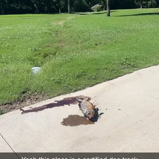 A dead fucking fish on the cart path