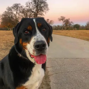 Vera loves that Tenison is dog-friendly, as do I.