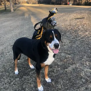 Resisting the urge to chase balls! ‍