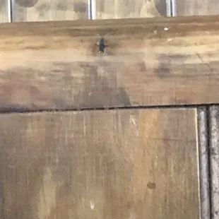 You can see the fly very clearly in this pic