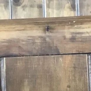 The flies lurking around...