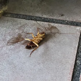 a dead insect on the ground