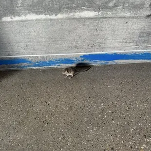Mouse