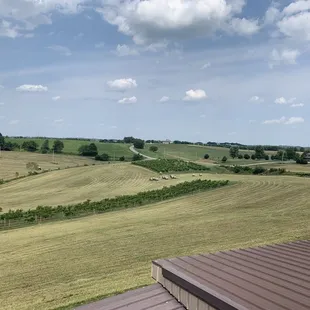 a view of a vineyard from a balcony