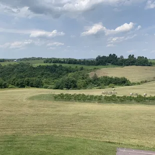 a view of a vineyard from the top of a hill