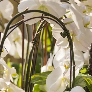 a close up of a bunch of white flowers