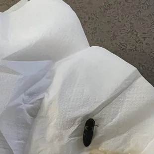 Bug