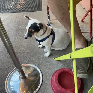 Pup friendly patio