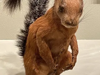 KU Natural History Museum