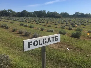 Washington Creek Lavender