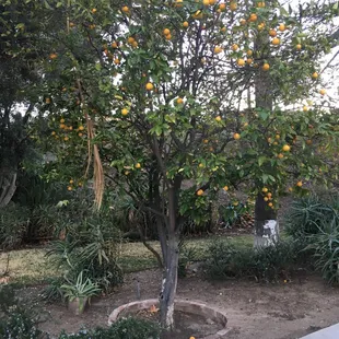 Little lemons on the property!