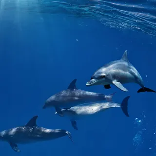 Dolphins R.