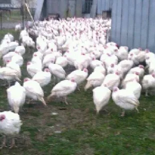 a flock of white turkeys
