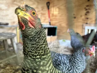 Mt Healthy Hatchery