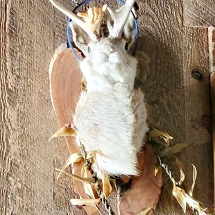 Jackalope (08/14/24). @Tex_808 #HawaiiKai #Oahu #Hawaii #BBQ #SpotsBar #FoodPorn