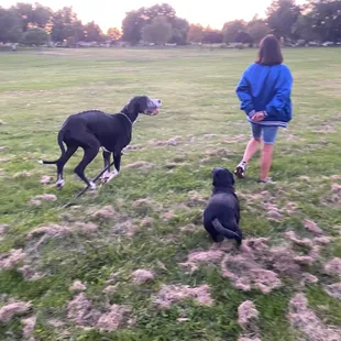 Two dogs  in the park