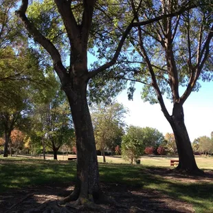 I love the large shady trees