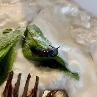 oysters and mussels, food