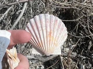 Full Stringer Fishing