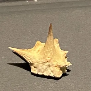 Evil MFer goats head! NOT paw friendly!