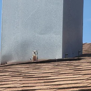 a squirrel on the roof