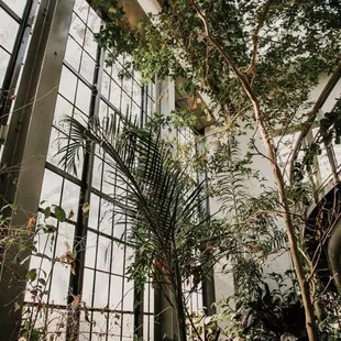 Nature, trees at Texas Discovery Gardens in Dallas, Texas