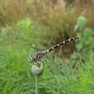 a dragonfly perched on a flower
