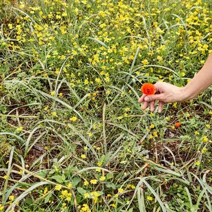 a person picking a flower