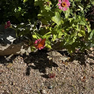 Beautiful flowers all around that attract the butterflies !