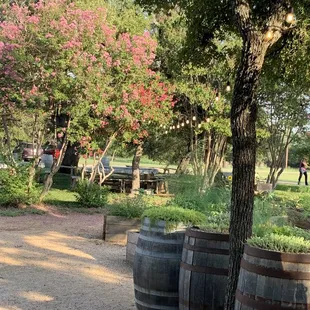 The crepe mertles are huge and so beautiful