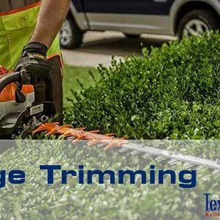 a man trimming a hedge